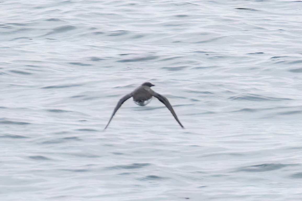 Scripps's Murrelet - ML605813261