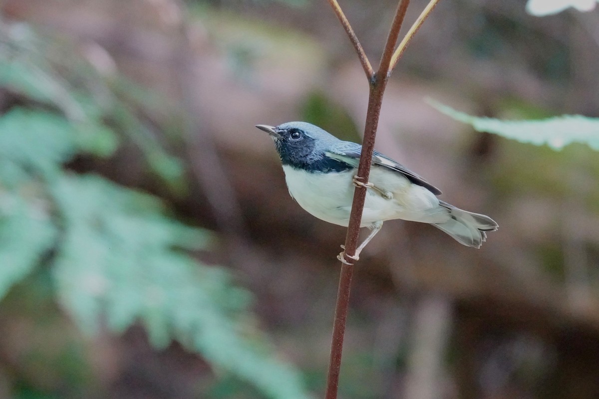 Black-throated Blue Warbler - Carol Speck