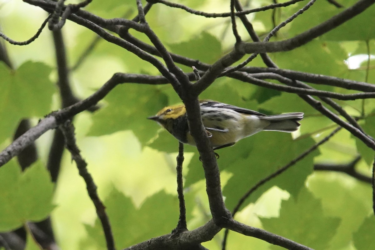 Grünmantel-Waldsänger - ML605814111