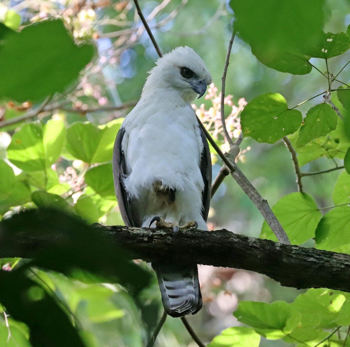 Sulawesi Hawk-Eagle - ML605815221