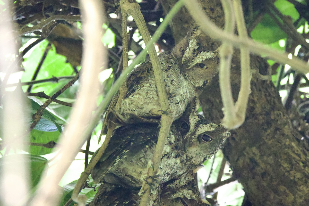 Sulawesi Scops-Owl - ML605815561