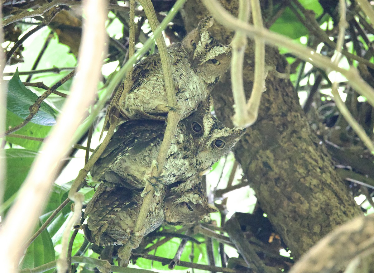 Sulawesi Scops-Owl - ML605815571