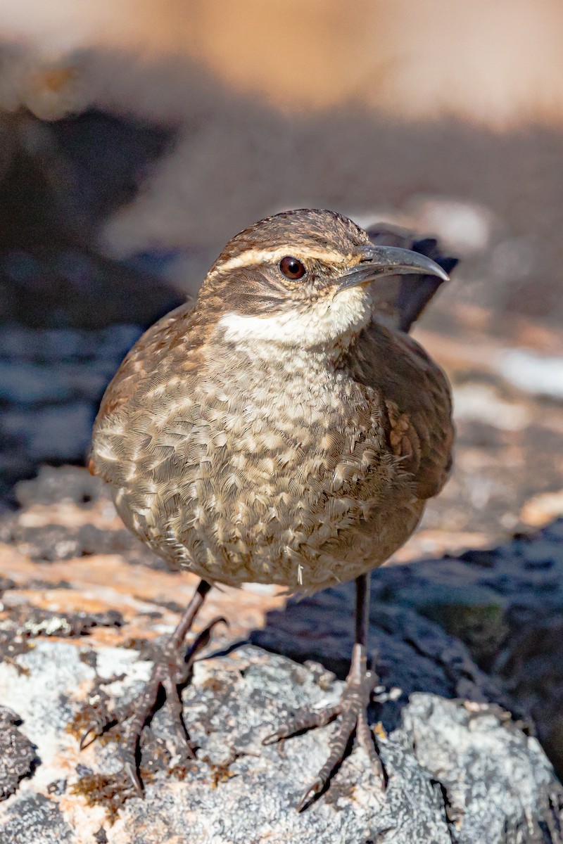 Royal Cinclodes - Miguel Lezama - Tanager Tours