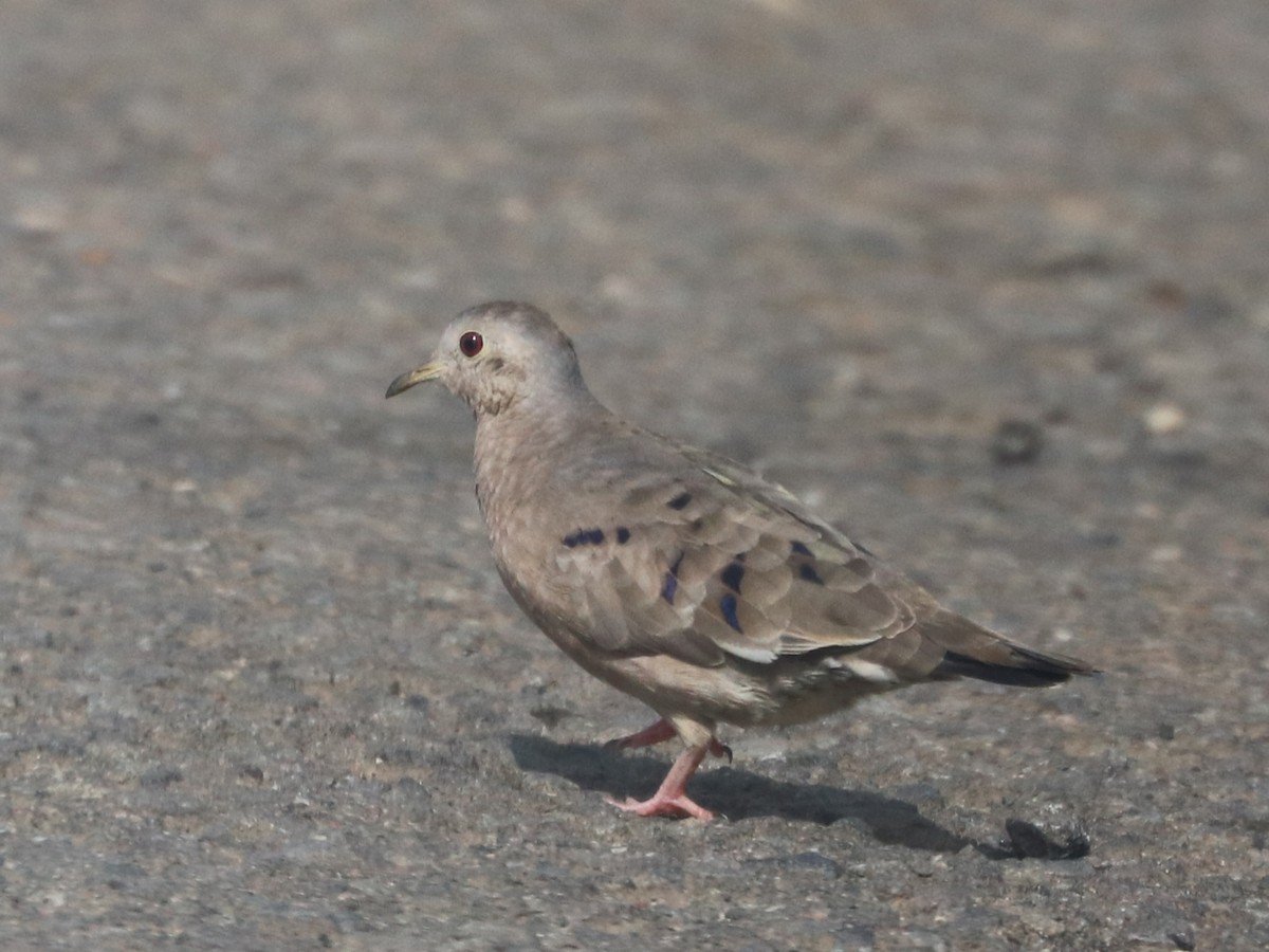 Plain-breasted Ground Dove - ML605816681