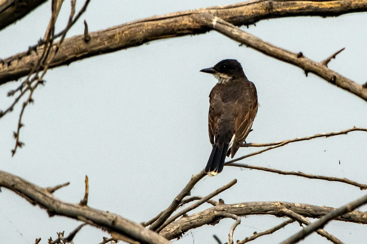 Eastern Kingbird - ML605817391