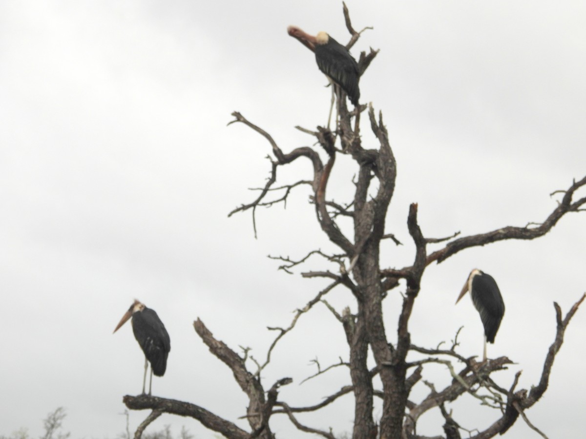 Marabou Stork - ML605817421