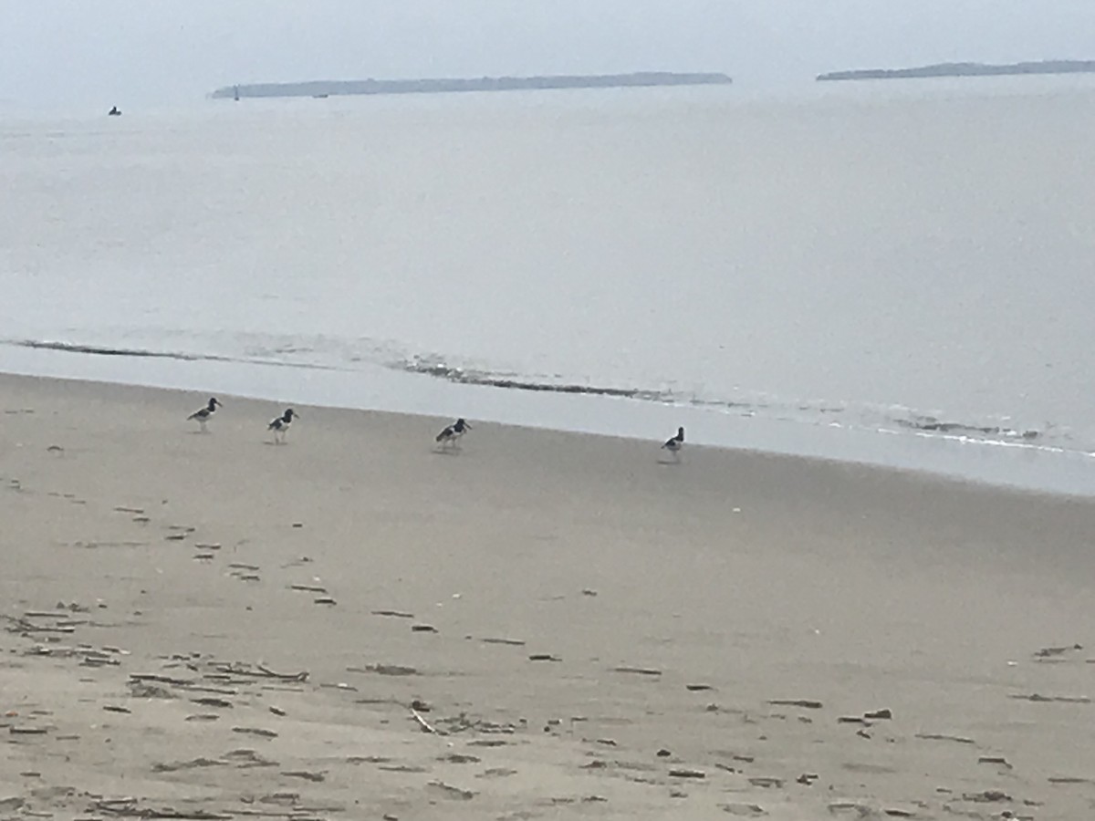 American Oystercatcher - ML605817571