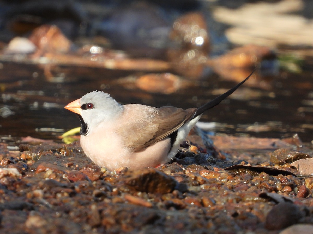 Long-tailed Finch - Luke Enright