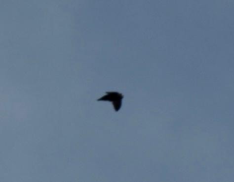 Spot-fronted Swift - ML605818421