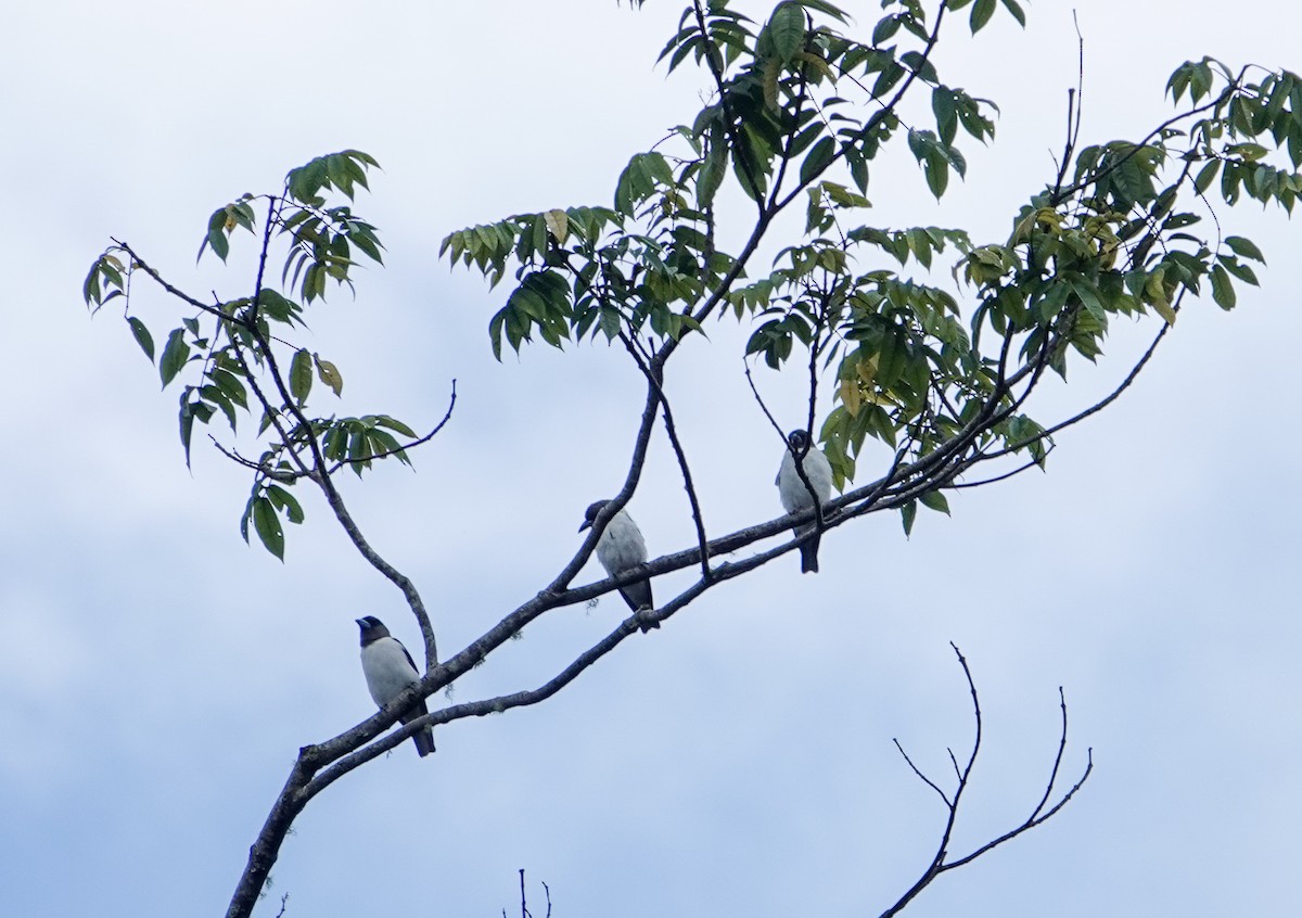 Ivory-backed Woodswallow - ML605818761