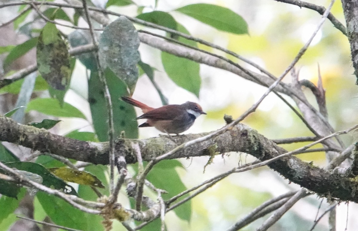 Sulawesi Fantail - ML605818881