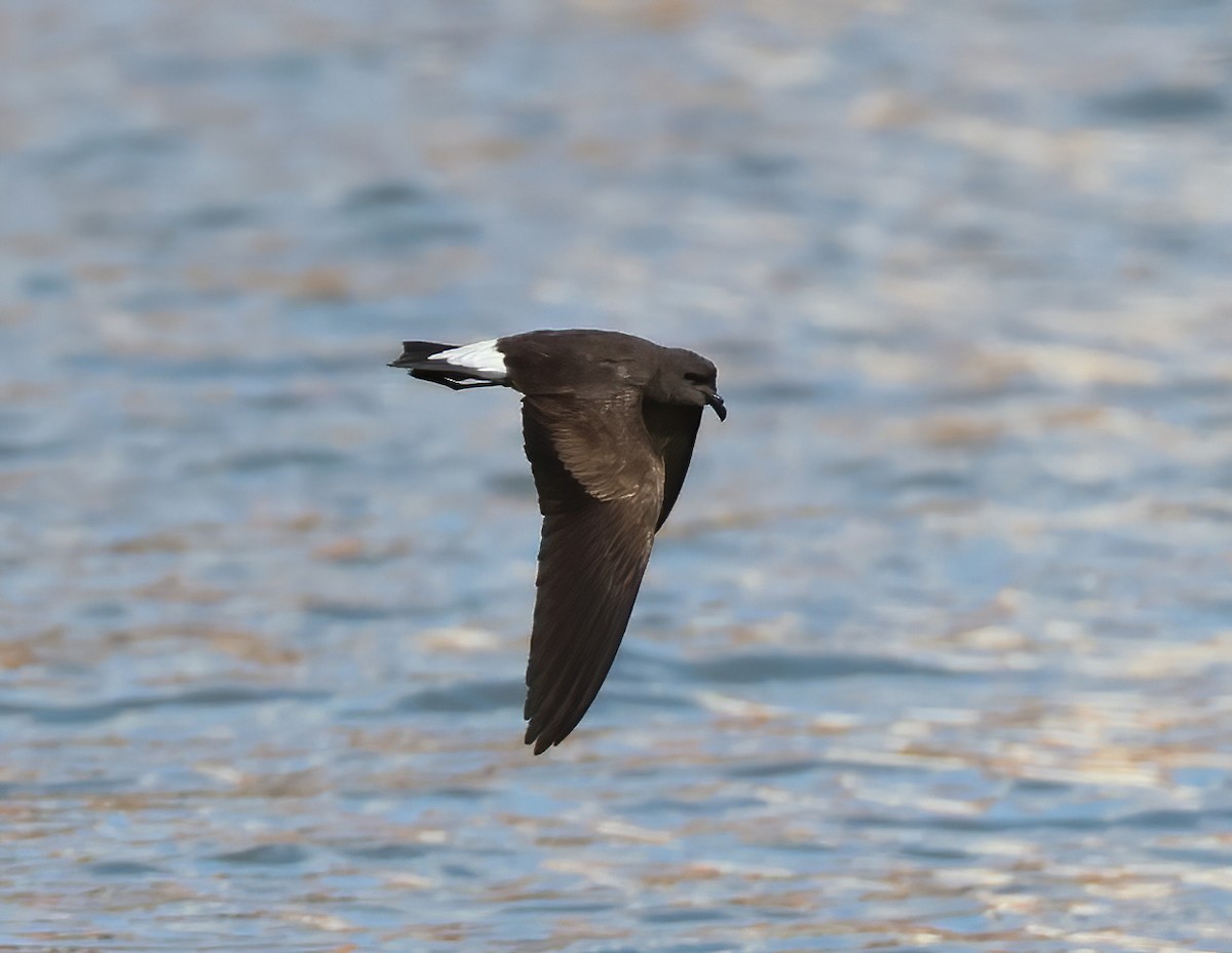 Wedge-rumped Storm-Petrel - Tom Benson