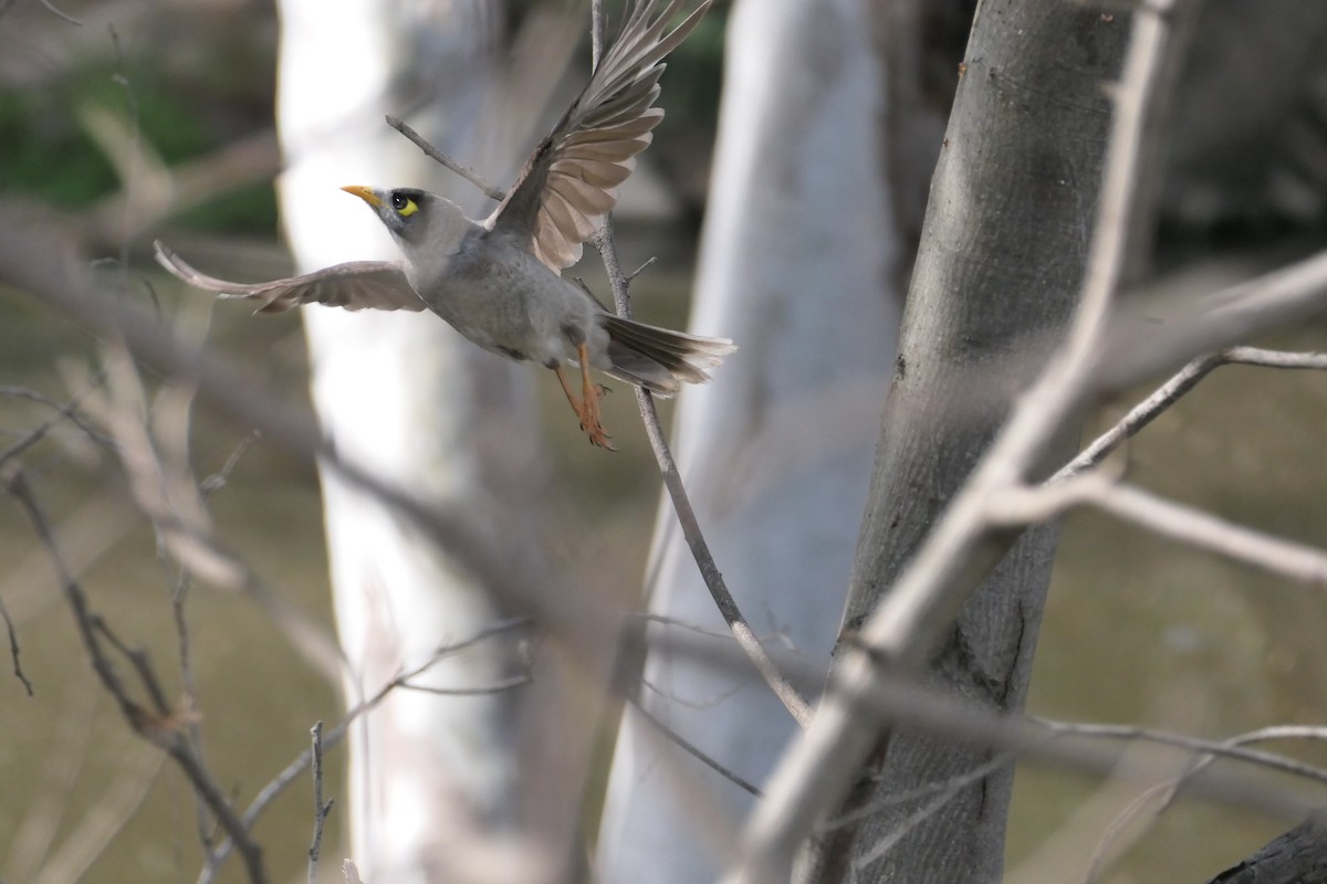 Noisy Miner - ML605819771