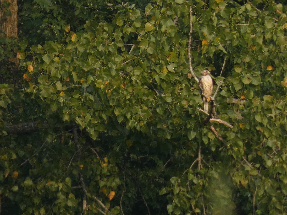 Broad-winged Hawk - ML605820171