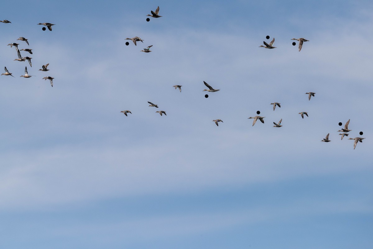 Northern Pintail - Mike Thompson