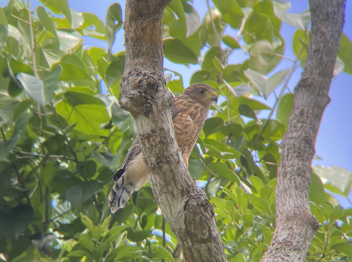 Roadside Hawk - ML605820561