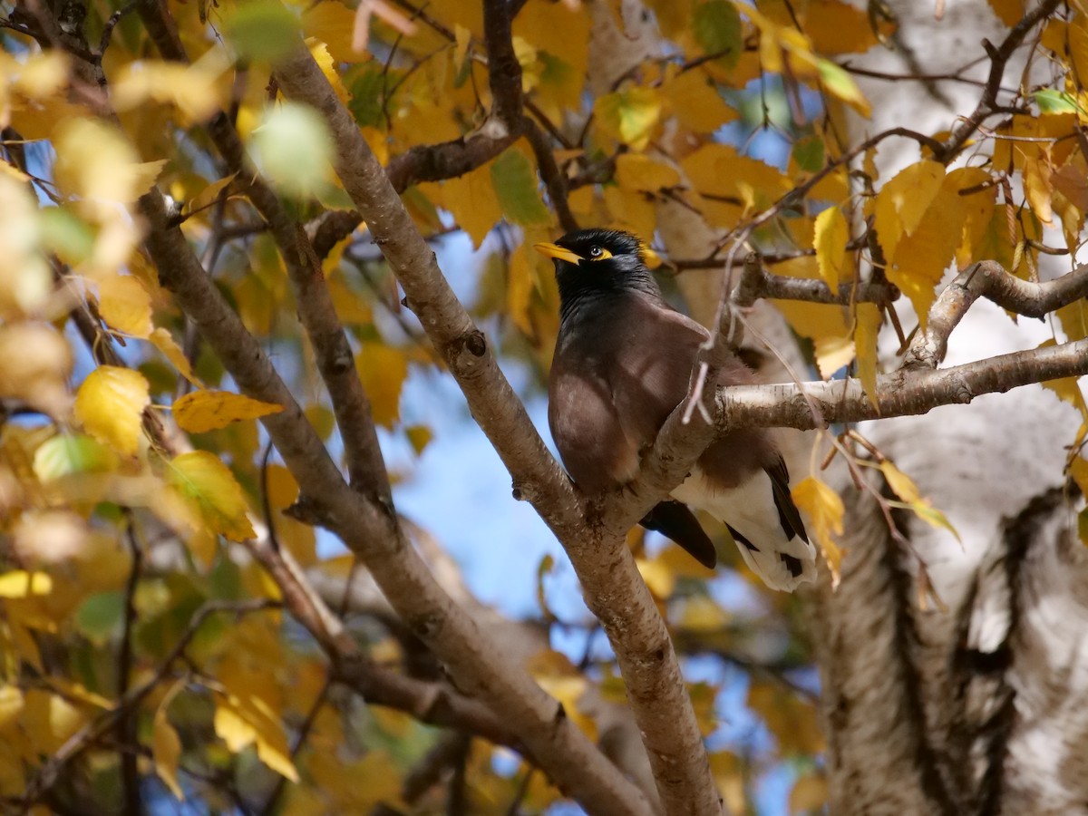 Common Myna - ML605821061