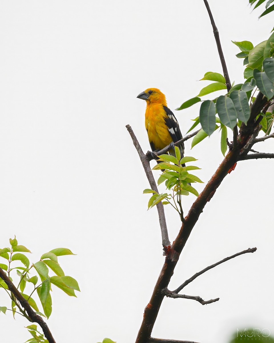 Yellow Grosbeak - Jonathan Muró