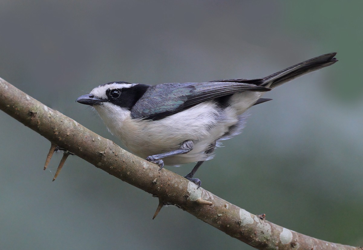 Gray-green Bushshrike - ML605821921