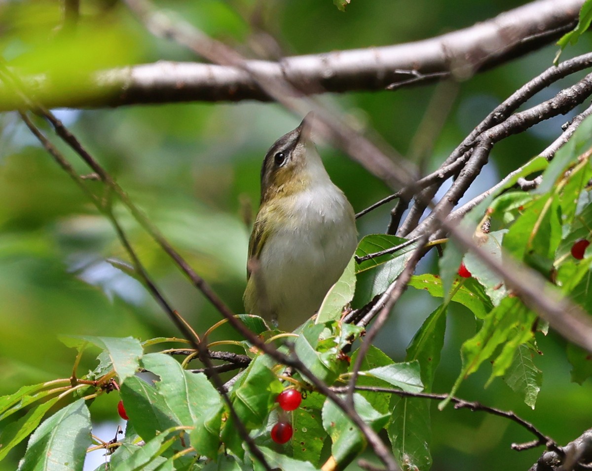 Red-eyed Vireo - ML605822621