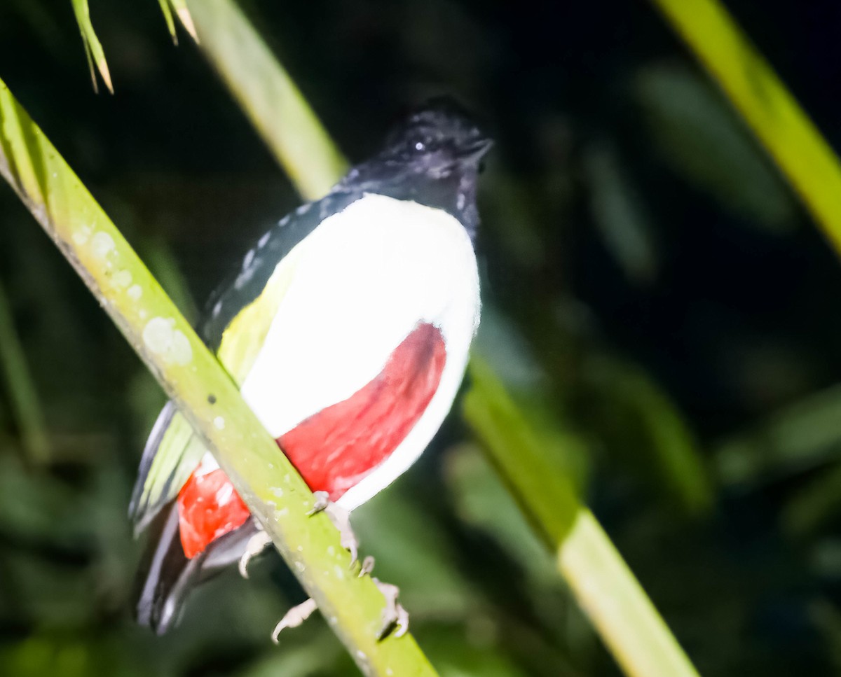 Ivory-breasted Pitta - ML605822961