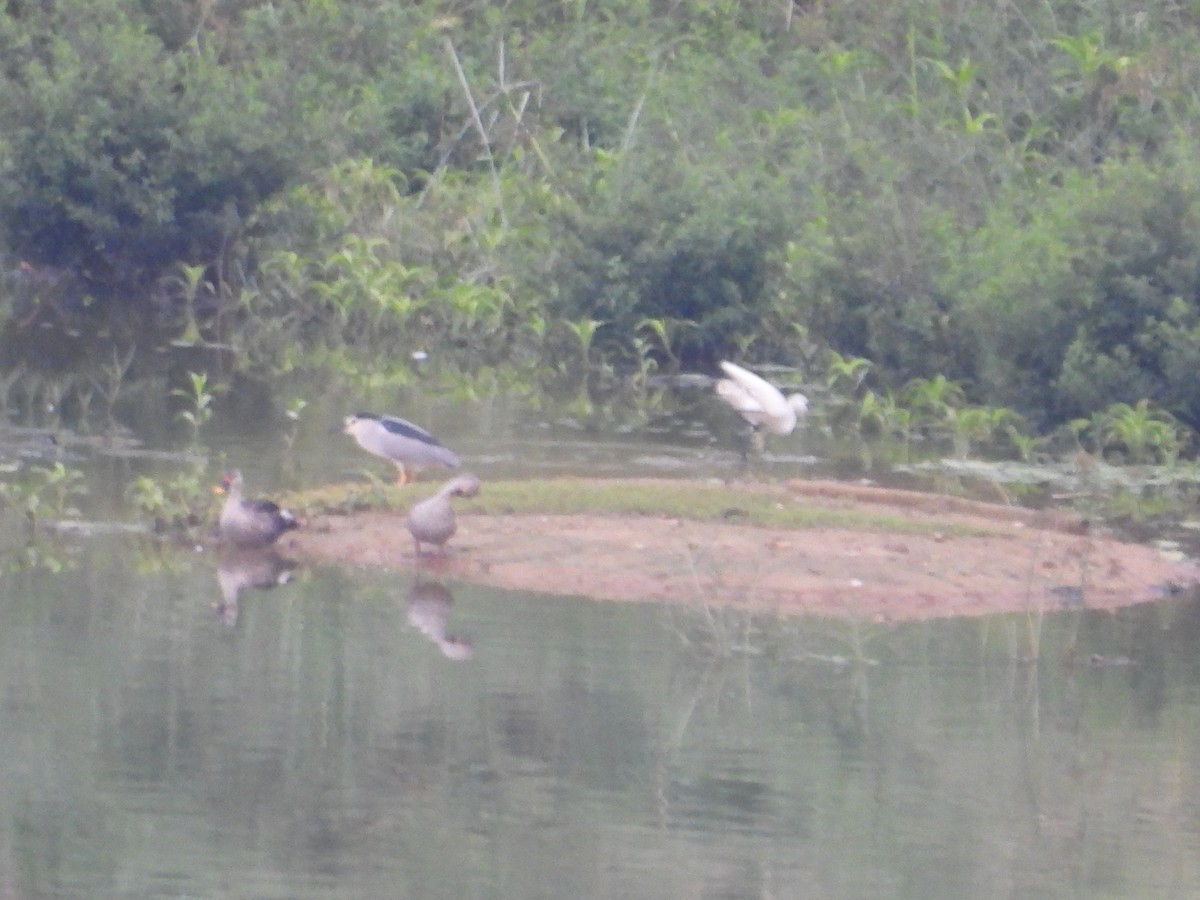 Indian Spot-billed Duck - ML605823331