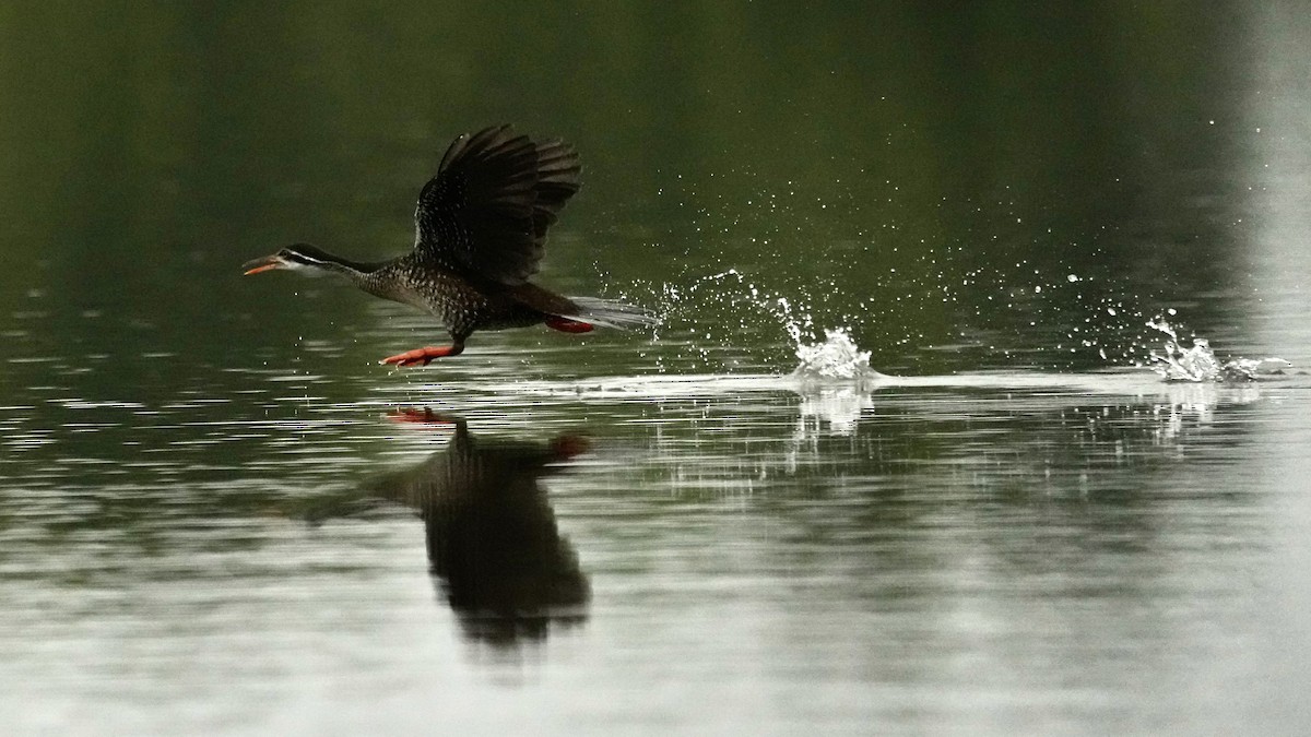 African Finfoot - Eric Bischoff