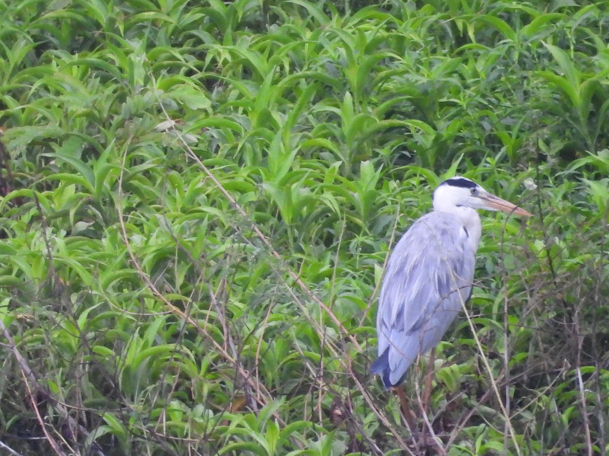 Gray Heron - ML605823781