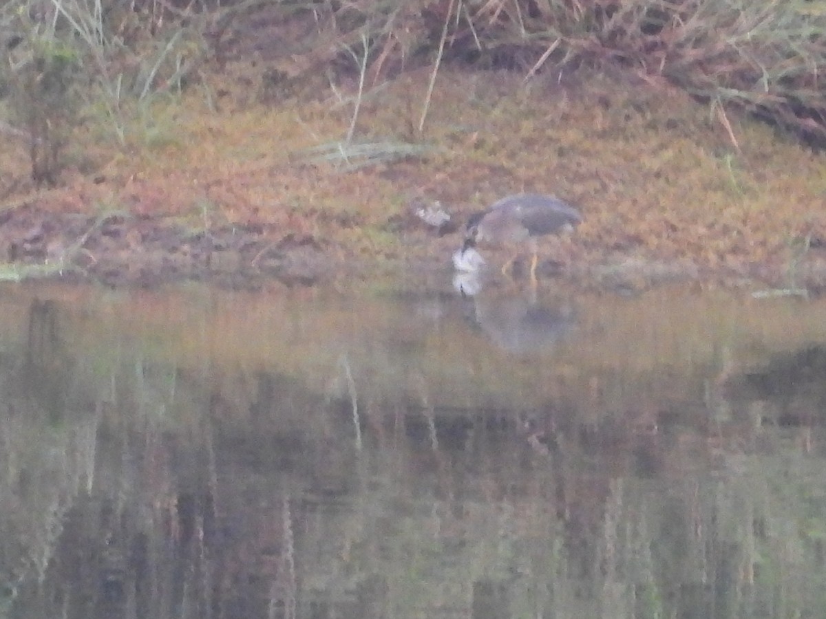 Black-crowned Night Heron - ML605824011