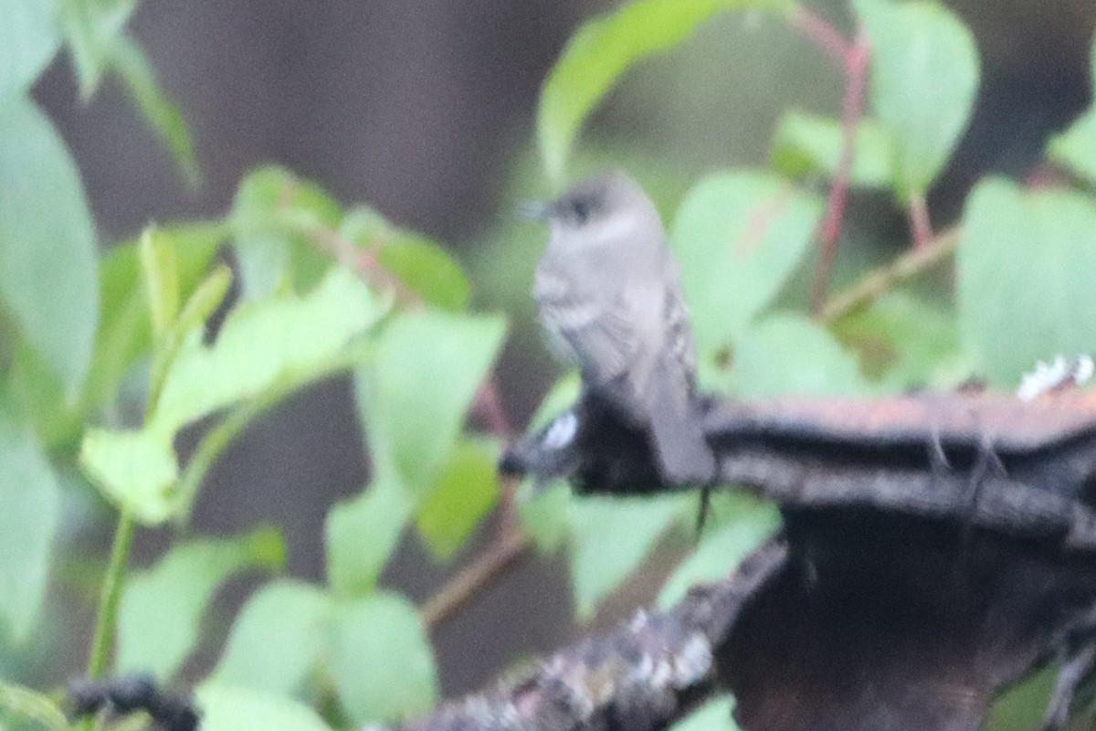 Western Wood-Pewee - Johannes Hogrefe