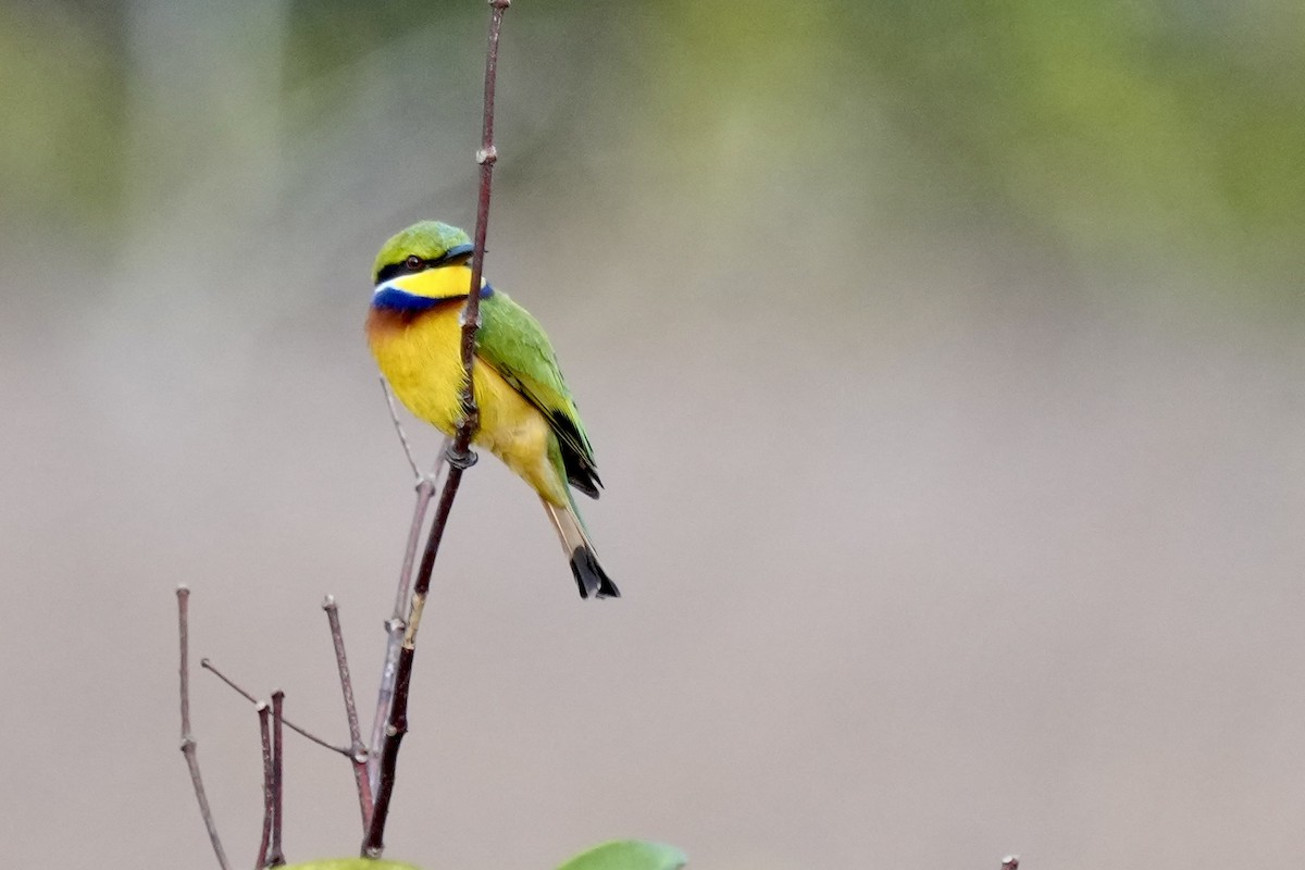 Blue-breasted Bee-eater - ML605825151