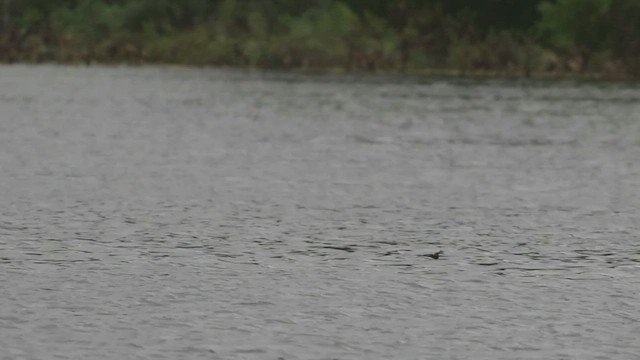 Least Storm-Petrel - ML605825811