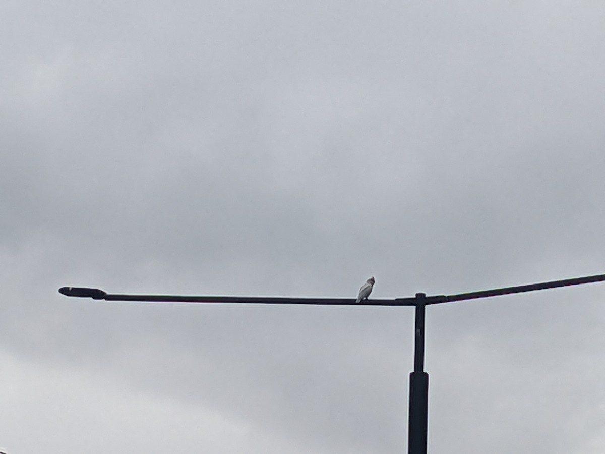 Long-billed Corella - ML605825831