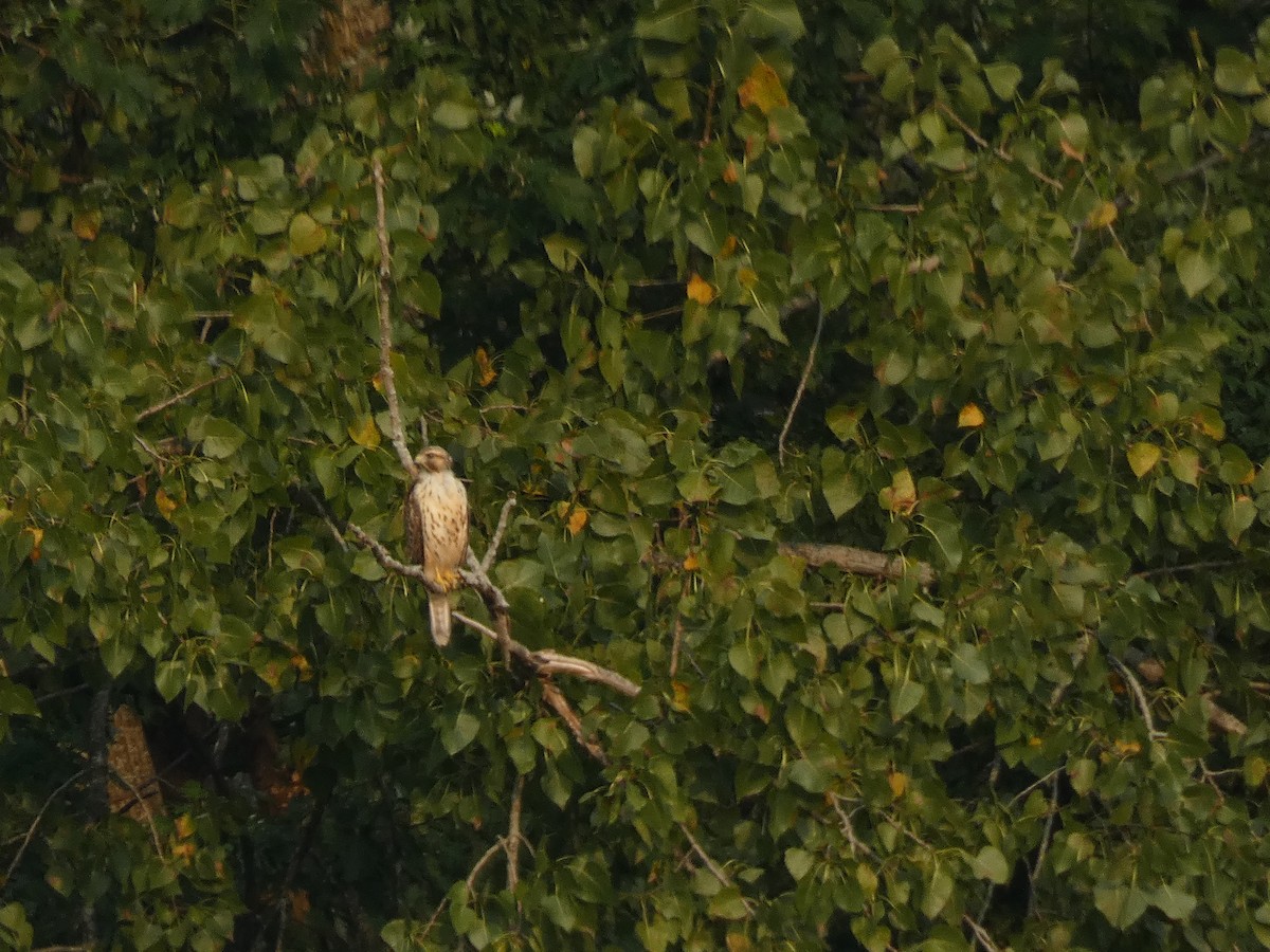 Broad-winged Hawk - ML605826291