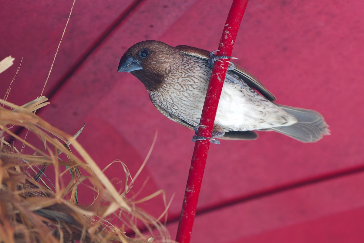 Scaly-breasted Munia (Scaled) - ML605826911