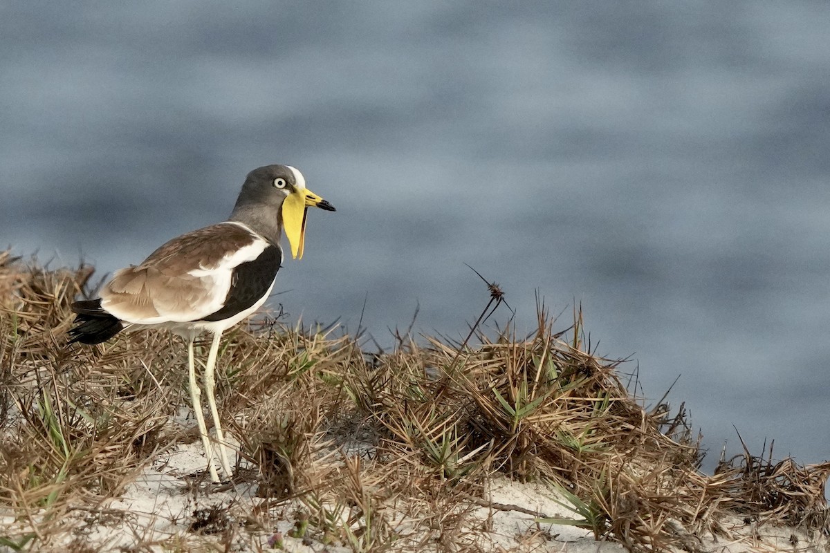 White-crowned Lapwing - ML605827781