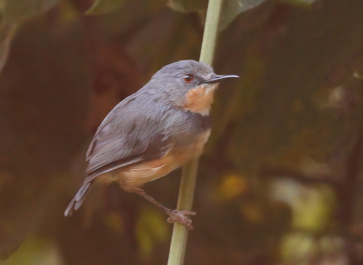 Apalis du Rwenzori - ML605828771