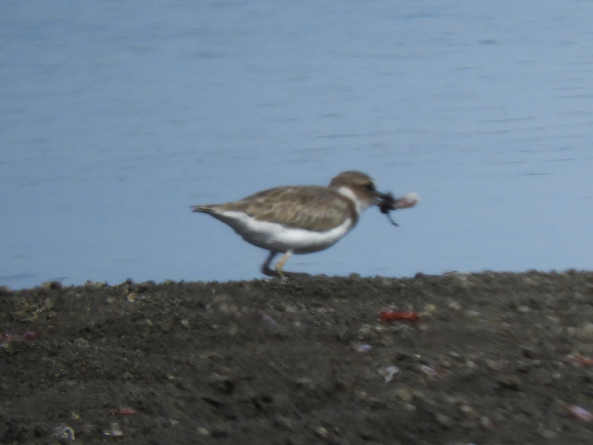 Collared Plover - Maria Corriols