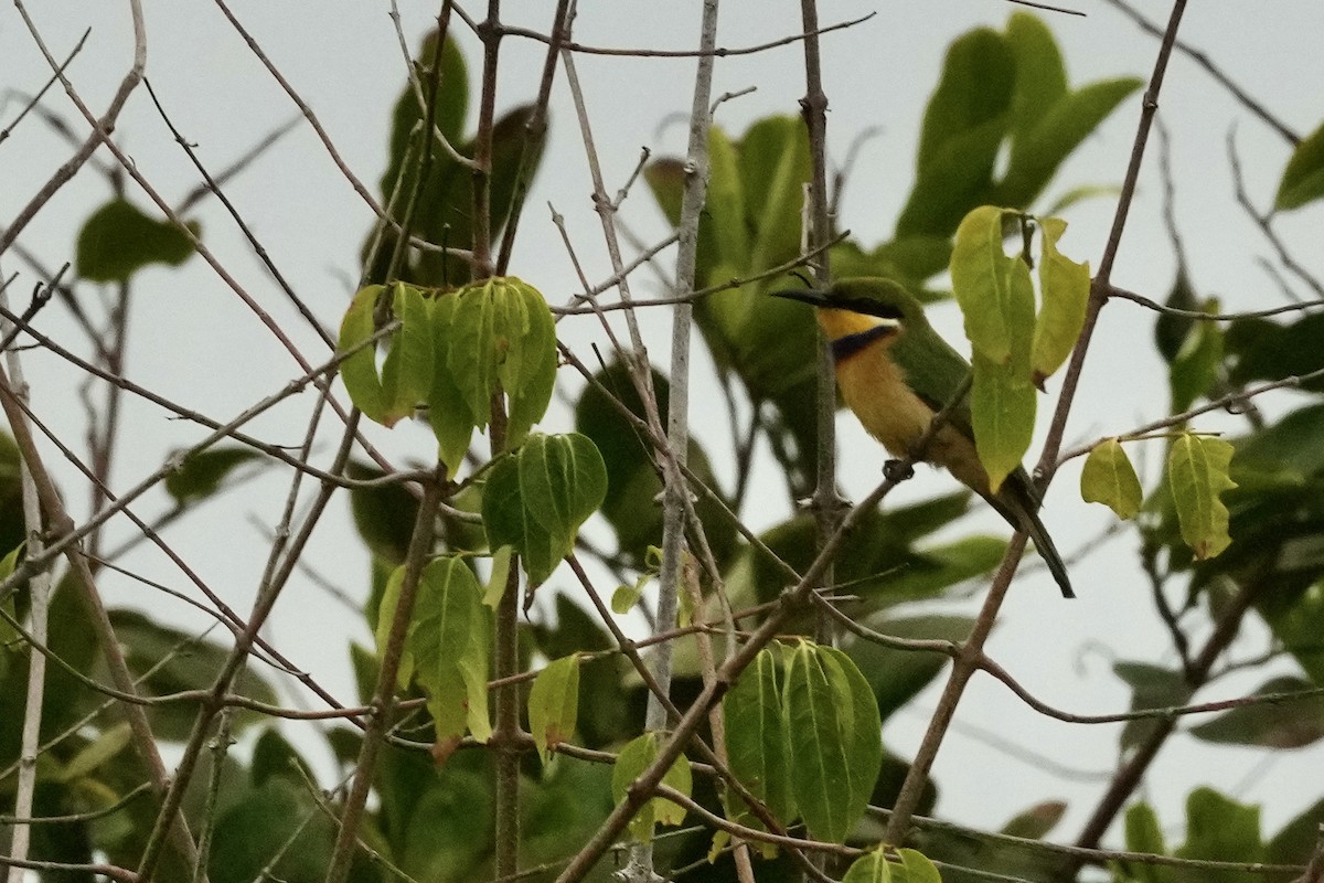 Blue-breasted Bee-eater - ML605828921