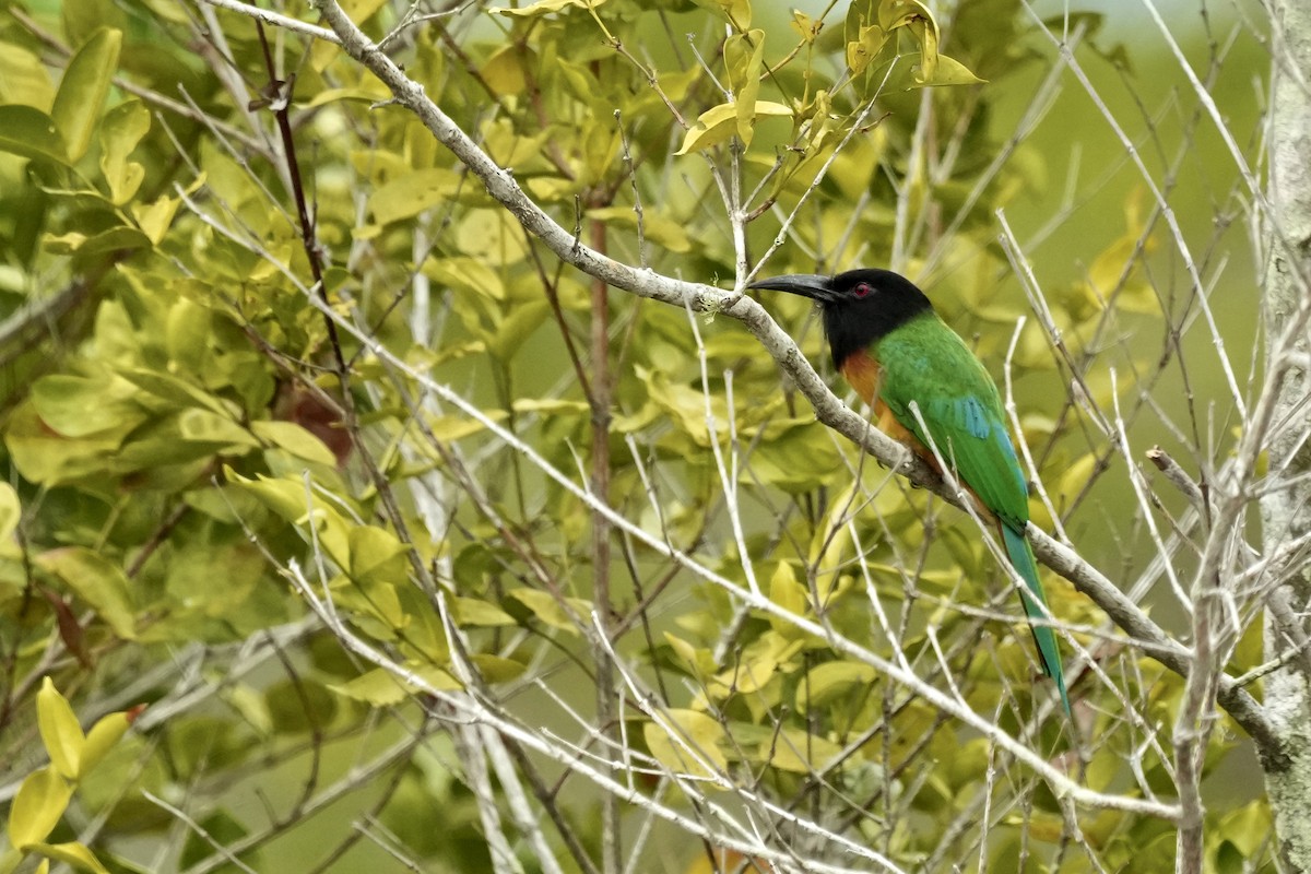 Black-headed Bee-eater - Eric Bischoff