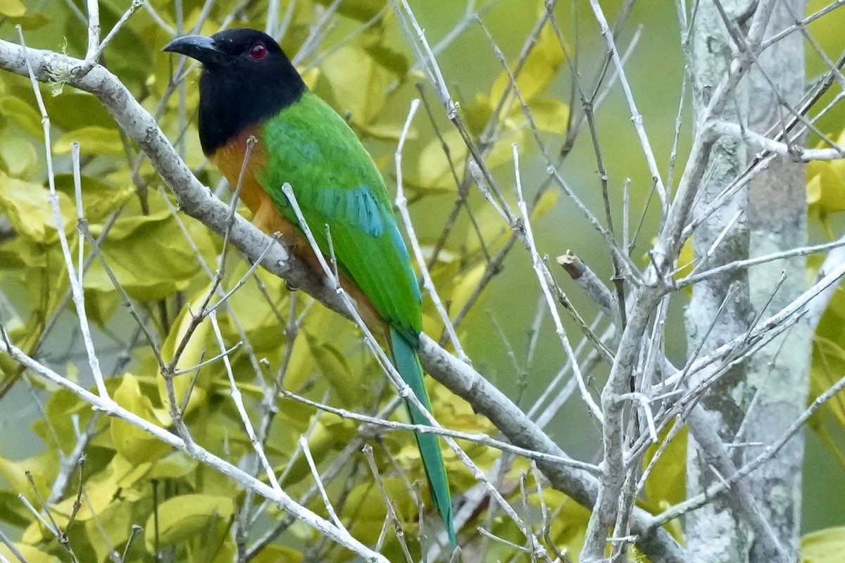 Black-headed Bee-eater - ML605829091