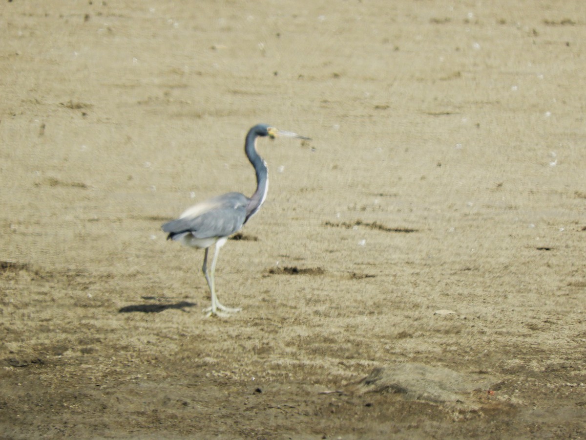 Tricolored Heron - ML605829271