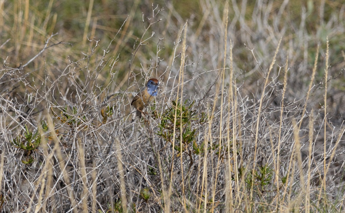 Rufous-crowned Emuwren - Erin Harris