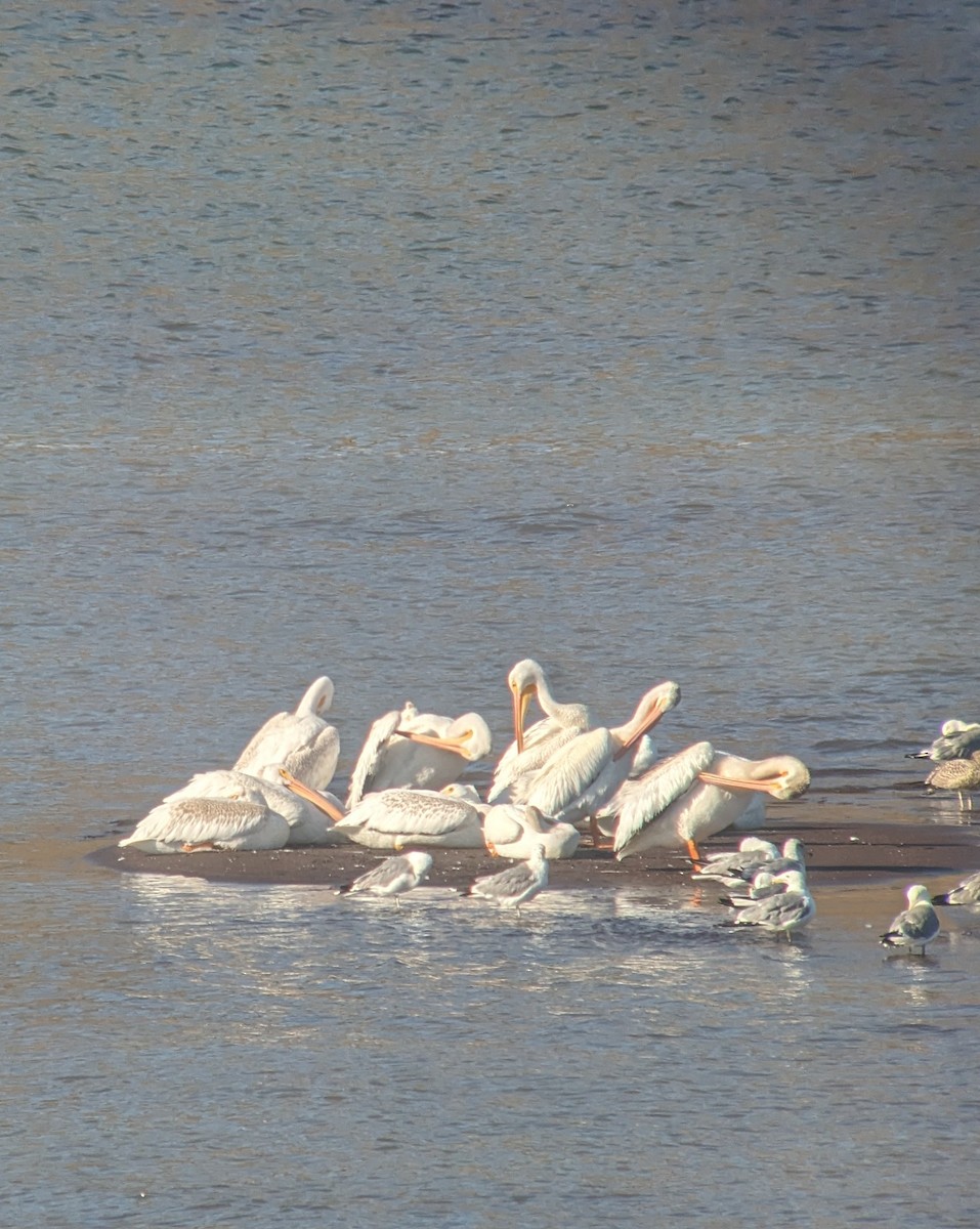 American White Pelican - ML605832771