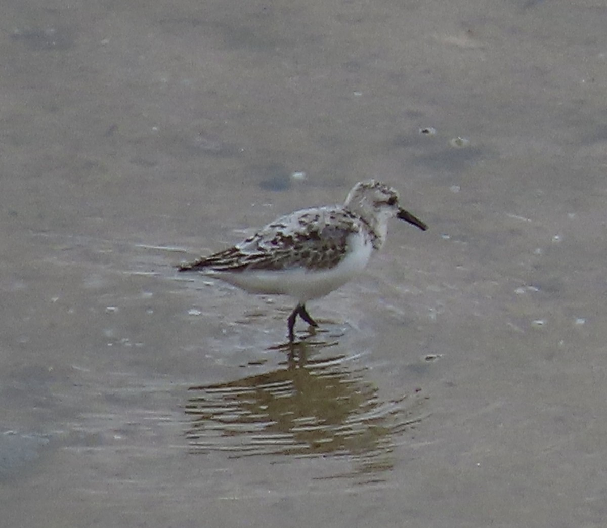 Гурвалж элсэг - ML605832991