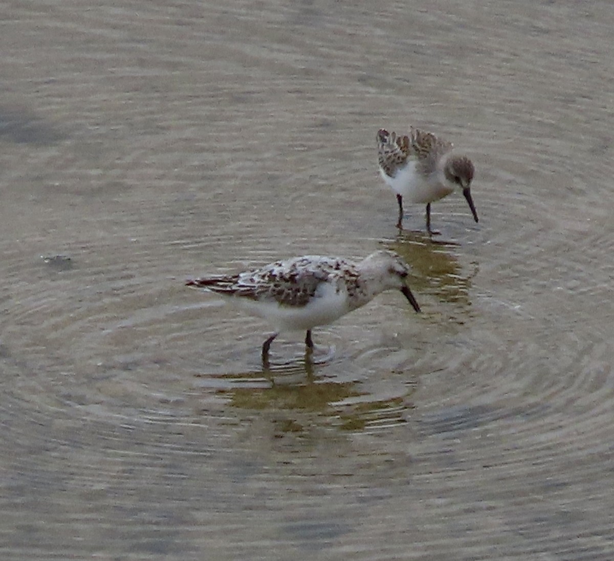 Гурвалж элсэг - ML605833001