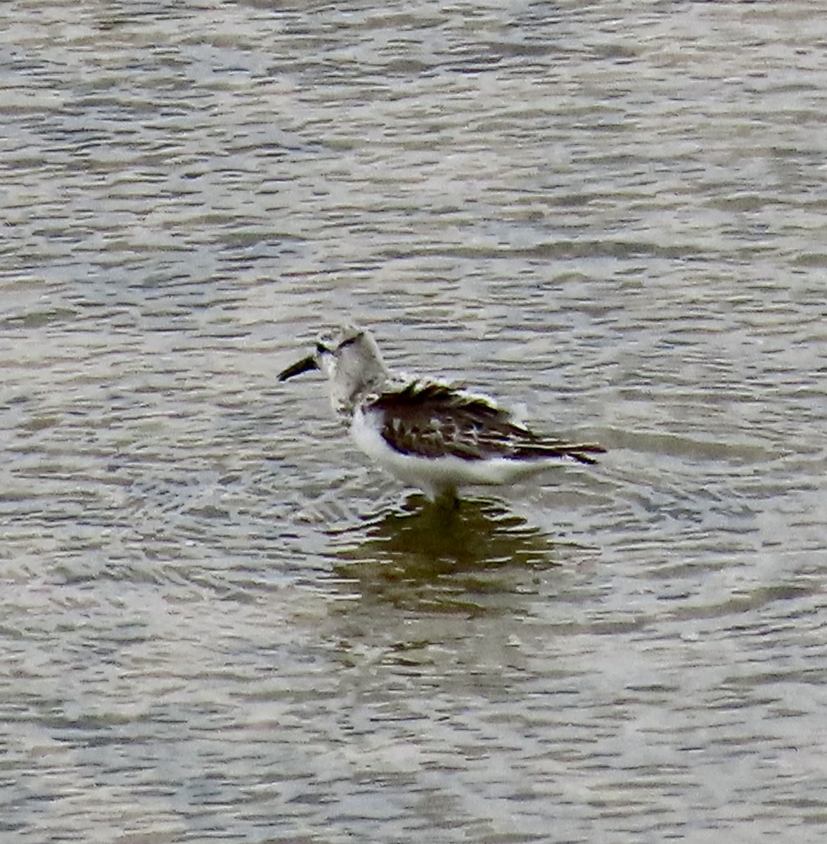 Гурвалж элсэг - ML605833011