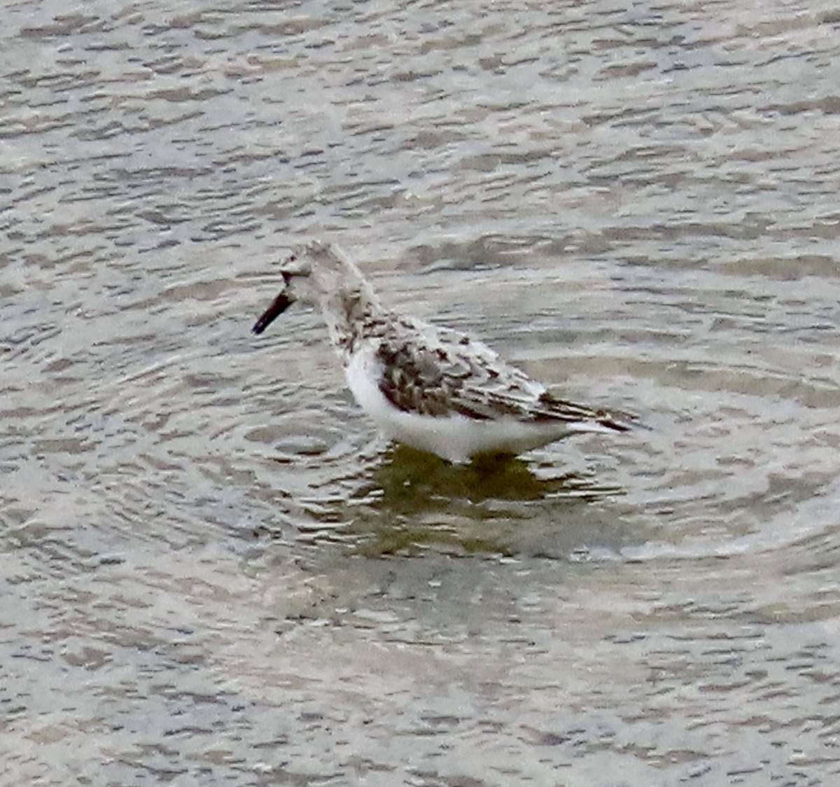 Гурвалж элсэг - ML605833021