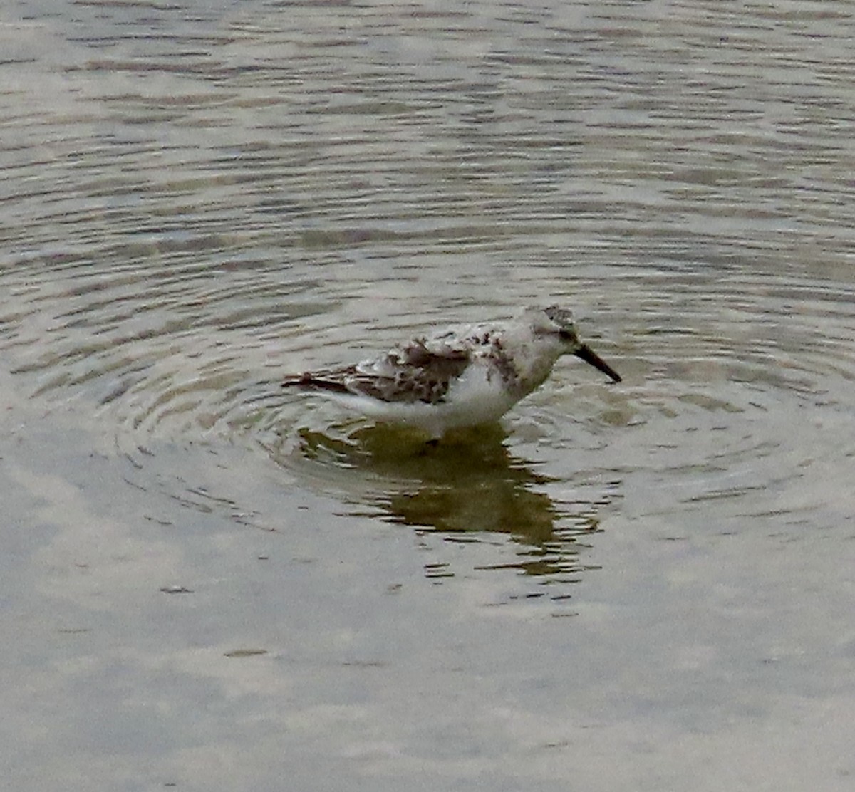 Гурвалж элсэг - ML605833031