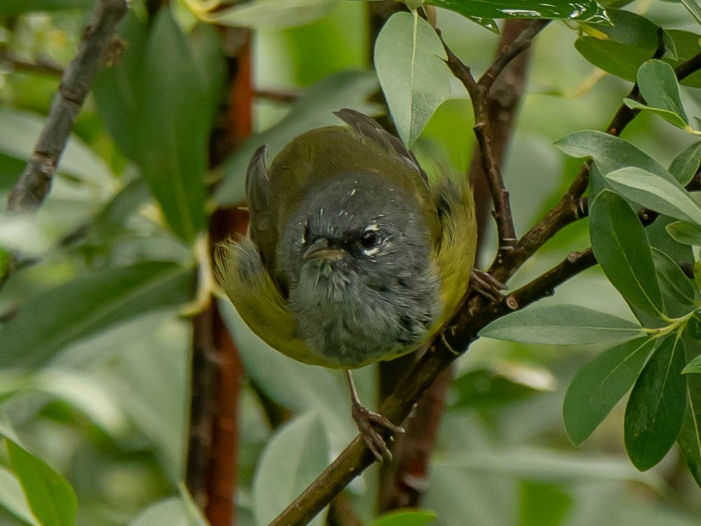 MacGillivray's Warbler - ML605833081